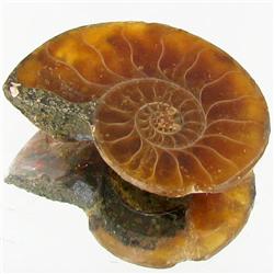 9.04ct Opalized Prehistor Ammonite Jewelry Half (GEM-30393)