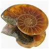9.04ct Opalized Prehistor Ammonite Jewelry Half (GEM-30393)