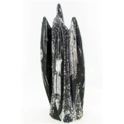 7245ct Orthoceras Fossil Cluster (MIN-000047)