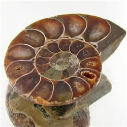 32.74ct Opalized Prehistor Ammonite Jewelry Half (GEM-31867)