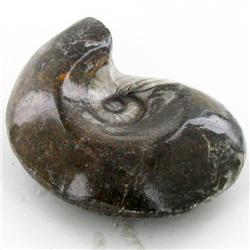 355ct Fire Polished Fossilized Ammonite Whole (MIN-000022)