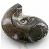 Image 1 : 355ct Fire Polished Fossilized Ammonite Whole (MIN-000022)