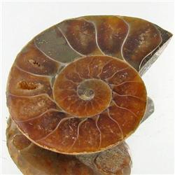 22.79ct Opalized Prehistor Ammonite Jewelry Half (GEM-30413)