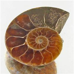 12.55ct Opalized Prehistor Ammonite Jewelry Half (GEM-30451)