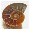 12.55ct Opalized Prehistor Ammonite Jewelry Half (GEM-30451)
