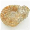 Image 1 : 1700ct Fossilized Natural Ammonite (MIN-000249)