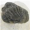 Image 2 : 1430ct Fossilized Tribolite On Base Material (MIN-000224)