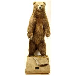 Alaskan Brown Bear standing 76" tall