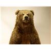 Image 2 : Alaskan Brown Bear standing 76" tall