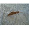 Image 3 : Lace beaded 1900's blouse