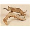 Image 1 : Bobcat Taxidermy Mount