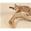 Image 2 : Bobcat Taxidermy Mount