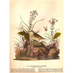 John James Audubon Circa 1946 ~ Grasshopper Sparrow