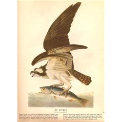 John James Audubon Circa 1946 ~ Osprey