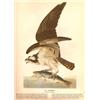 Image 1 : John James Audubon Circa 1946 ~ Osprey