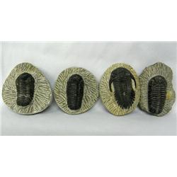 Four Trilobite Fossils