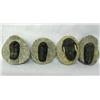 Image 1 : Four Trilobite Fossils