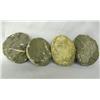 Image 3 : Four Trilobite Fossils