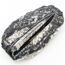 2630ct Orthoceras Fossil Cluster (MIN-000053)