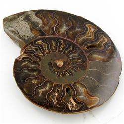1120ct Opalized Crystalized Lg Ammonite Cut Half (MIN-000010)