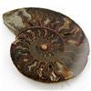 Image 1 : 1120ct Opalized Crystalized Lg Ammonite Cut Half (MIN-000010)