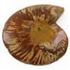 Image 2 : 1120ct Opalized Crystalized Lg Ammonite Cut Half (MIN-000010)