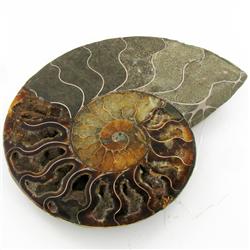 1785ct Opalized Crystalized Lg Ammonite Cut Half (MIN-000013)
