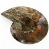 Image 2 : 1785ct Opalized Crystalized Lg Ammonite Cut Half (MIN-000013)