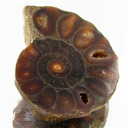 25.97ct Opalized Prehistor Ammonite Jewelry Half (GEM-30368)