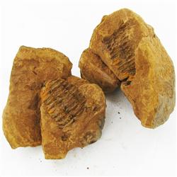 1680ct Natural Tribolite Fossil Uncleaned In Nodule (MIN-000218)