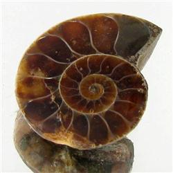 10.94ct Opalized Prehistor Ammonite Jewelry Half (GEM-30480)