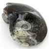 Image 1 : 270ct Fire Polished Fossilized Ammonite Whole (MIN-000025)