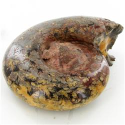 2105ct Whole Fern Fossilized Ammonite (MIN-000035)