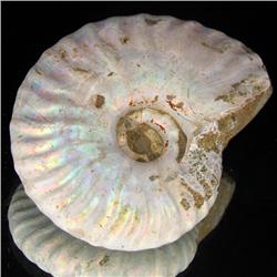 235ct Opalized Ammonite Full Uncut (MIN-000273)