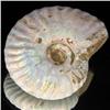 Image 1 : 235ct Opalized Ammonite Full Uncut (MIN-000273)
