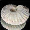 Image 2 : 235ct Opalized Ammonite Full Uncut (MIN-000273)
