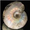 Image 2 : 150ct Opalized Ammonite Full Uncut (MIN-000276)