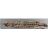 Image 2 : Fox Pelt