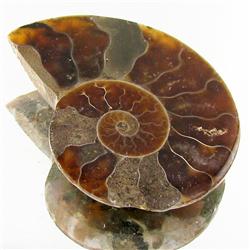 18.02ct Opalized Prehistor Ammonite Jewelry Half (GEM-30374)