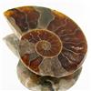 18.02ct Opalized Prehistor Ammonite Jewelry Half (GEM-30374)