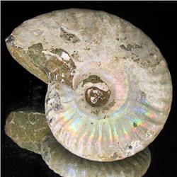 175ct Opalized Ammonite Full Uncut (MIN-000264)