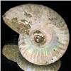 Image 1 : 175ct Opalized Ammonite Full Uncut (MIN-000264)