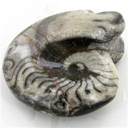375ct Fire Polished Fossilized Ammonite Whole (MIN-000020)