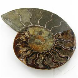 1580ct Opalized Crystalized Lg Ammonite Cut Half (MIN-000014)
