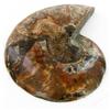 Image 2 : 1580ct Opalized Crystalized Lg Ammonite Cut Half (MIN-000014)