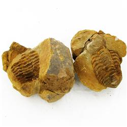 1315ct Natural Tribolite Fossil Uncleaned In Nodule (MIN-000210)