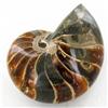 Image 1 : 3510ct Whole Crystalized Ammonite (MIN-000032)