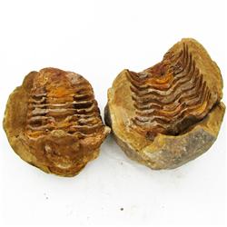 600ct Natural Tribolite Fossil Uncleaned In Nodule (MIN-000242)