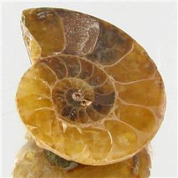 12.26ct Opalized Prehistor Ammonite Jewelry Half (GEM-30418)