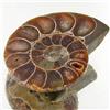 32.74ct Opalized Prehistor Ammonite Jewelry Half (GEM-31867)